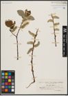 Foto von Salix caprea L.